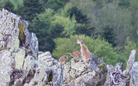 Deux cabris jumeaux nés dans les Pyrénées ariégeoises
