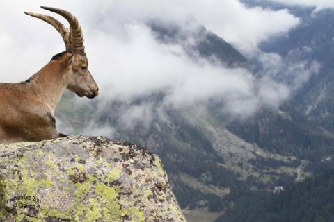 Jeune bouc surplombant la vallée ©Jean-Paul Crampe Jeune bouc surplombant la vallée ©Jean-Paul Crampe