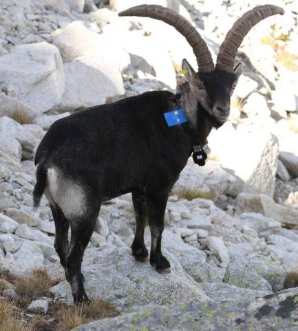 Male bouquetin Pitou réintroduit le 10 octobre 2014