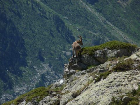 Rayo © S.Guichemer - Parc national des Pyrénées Rayo © S.Guichemer - Parc national des Pyrénées