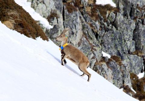 Rayo male Bouquetin ibérique réintroduit en juillet 2014 sous le pic Arrouy Cauterets Male Rayo sous le pic Arrouy Cauterets