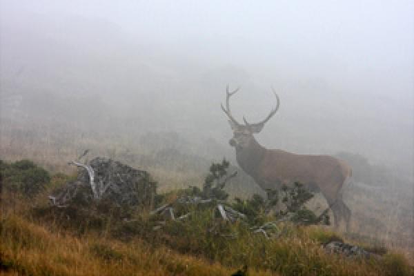 Cerf ©C.Cuenin Un cerf dans la brume avec de grands bois ©C.Cuenin - Parc national des Pyrénées