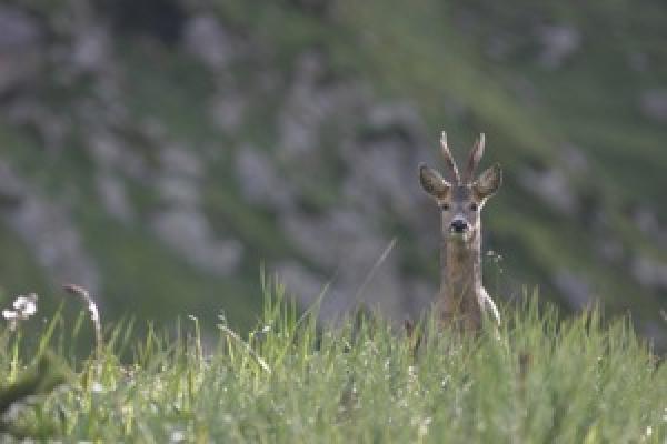 Chevreuil ©C.Cuenin - Parc national des Pyrénées Chevreuil ©C.Cuenin - Parc national des Pyrénées