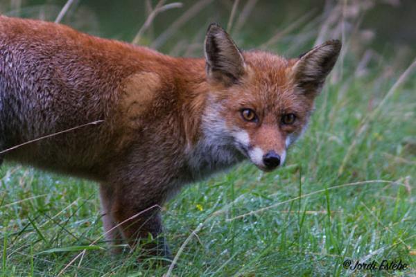 Renard ©J.Estèbe Renard pris en plan très rapproché, au yeux roux, couleur de son pelage ©J.Estèbe