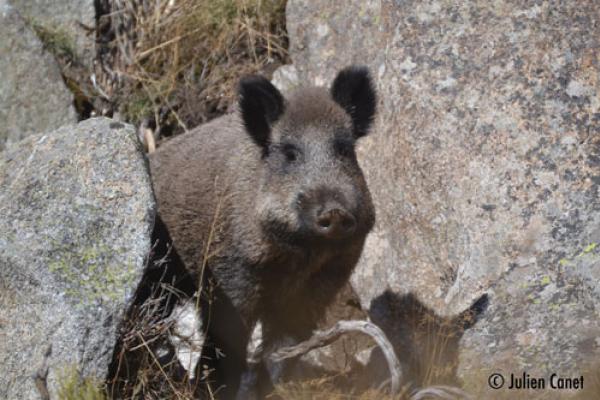 Sanglier ©J.Canet Sanglier entre deux rochers ©J.Canet