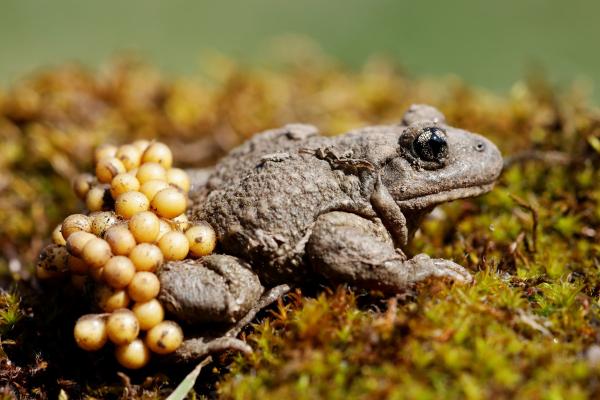 Crapaud accoucheur ©C.Cuenin - Parc national des Pyrénées Crapaud accoucheur portant ses œufs ©C.Cuenin - Parc national des Pyrénées