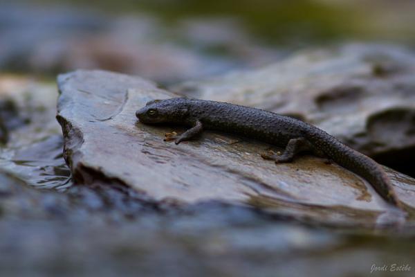 Euprocte ©J.Estèbe Euprocte sur un caillou mouillé au-dessus de l'eau ©J.Estèbe