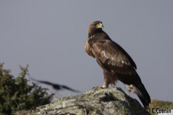 Aigle ©C.Cuenin - Parc national des Pyrénées Aigle ©C.Cuenin - Parc national des Pyrénées