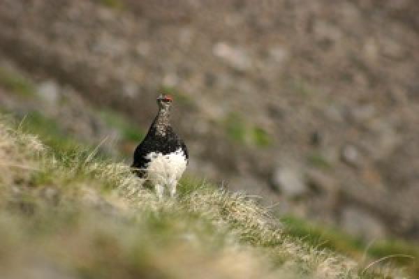 Lagopède ©P.Dunoguiez - Parc national des Pyrénées Lagopède pris d'assez loin mais de face, montrant son poitrail blanc©P.Dunoguiez - Parc national des Pyrénées