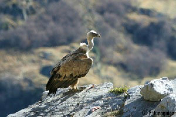 Vautour fauve ©P.Dunoguiez - Parc national des Pyrénées Vautour fauve posé sur un rocher, aux ailes déployées à moitié ©P.Dunoguiez - Parc national des Pyrénées