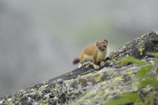 Hermine sur un caillou ©L.Nédélec - Parc national des Pyrénées Hermine sur un caillou ©L.Nédélec - Parc national des Pyrénées