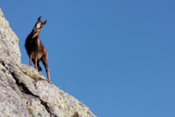 Isard ©C.Cuenin - Parc national des Pyrénées Isard ©C.Cuenin - Parc national des Pyrénées