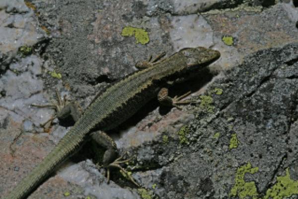 Lézard des Pyrénées sur un caillou ©C.Denise - Parc national des Pyrénées Lézard des Pyrénées sur un caillou ©C.Denise - Parc national des Pyrénées