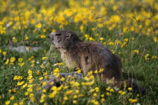 Marmotte ©F.Luc - Parc national des Pyrénées Marmotte au milieu des fleurs dans une prairie ©F.Luc - Parc national des Pyrénées