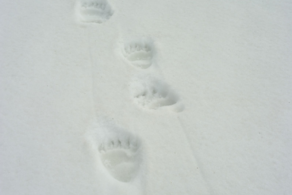 Traces d'ours dans la neige Traces d'ours dans la neige ©L.Nédélec - Parc national des Pyrénées