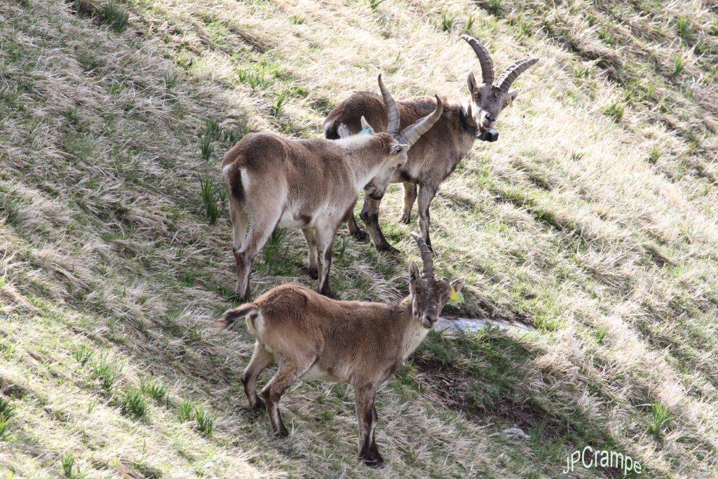 3 mâles bouquetins regroupés Tiago Jaim et Rumbo le 12 mai 2016 © J.P. Crampe