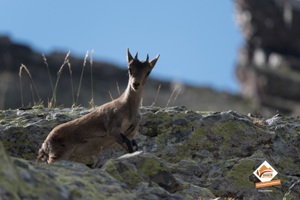 Chiva le 1er cabri Pyrénéen. Chiva le 1er cabri Pyrénéen