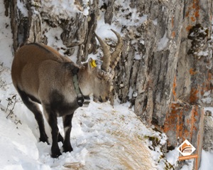 Bouc dans la neige. Bouc dans la neige.