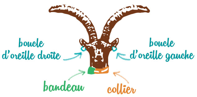 Illustration bouquetin