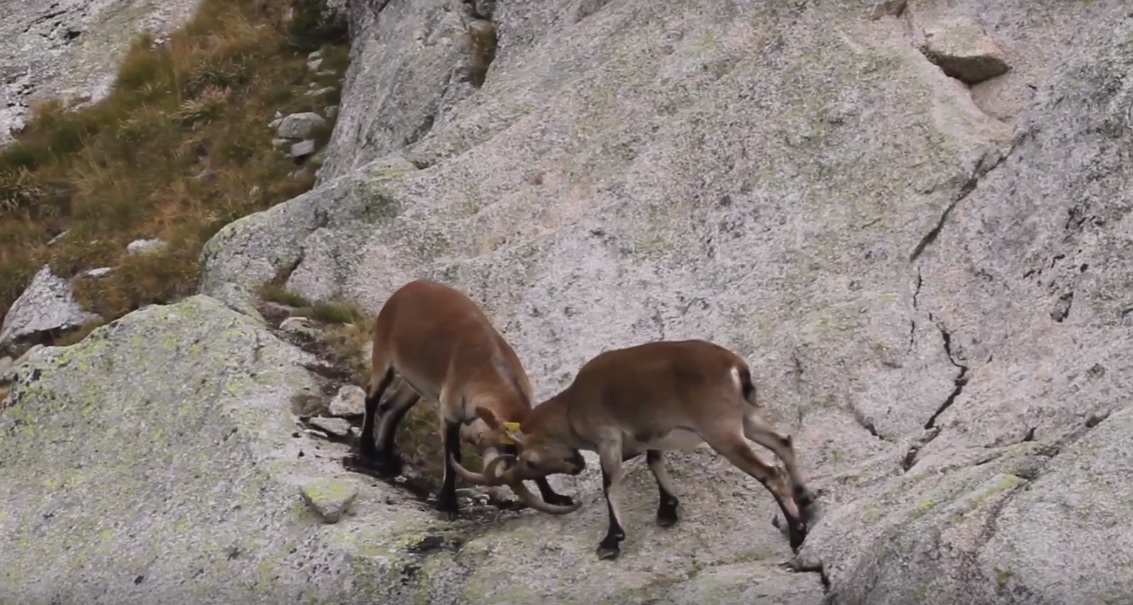 Fièvre d'automne chez les bouquetins de Cauterets 