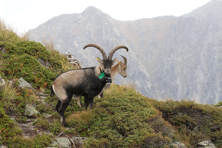 Techniques de suivi et d'observation des bouquetins dans les Hautes-Pyrénées