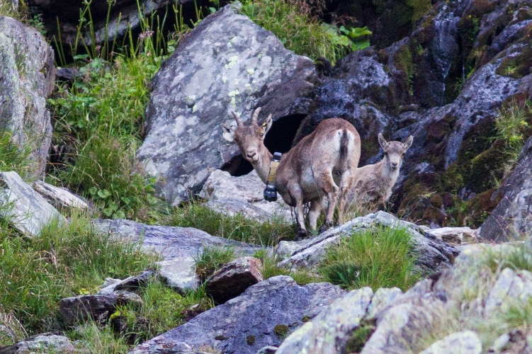 Les premières images du troisième cabri Pyrénéen