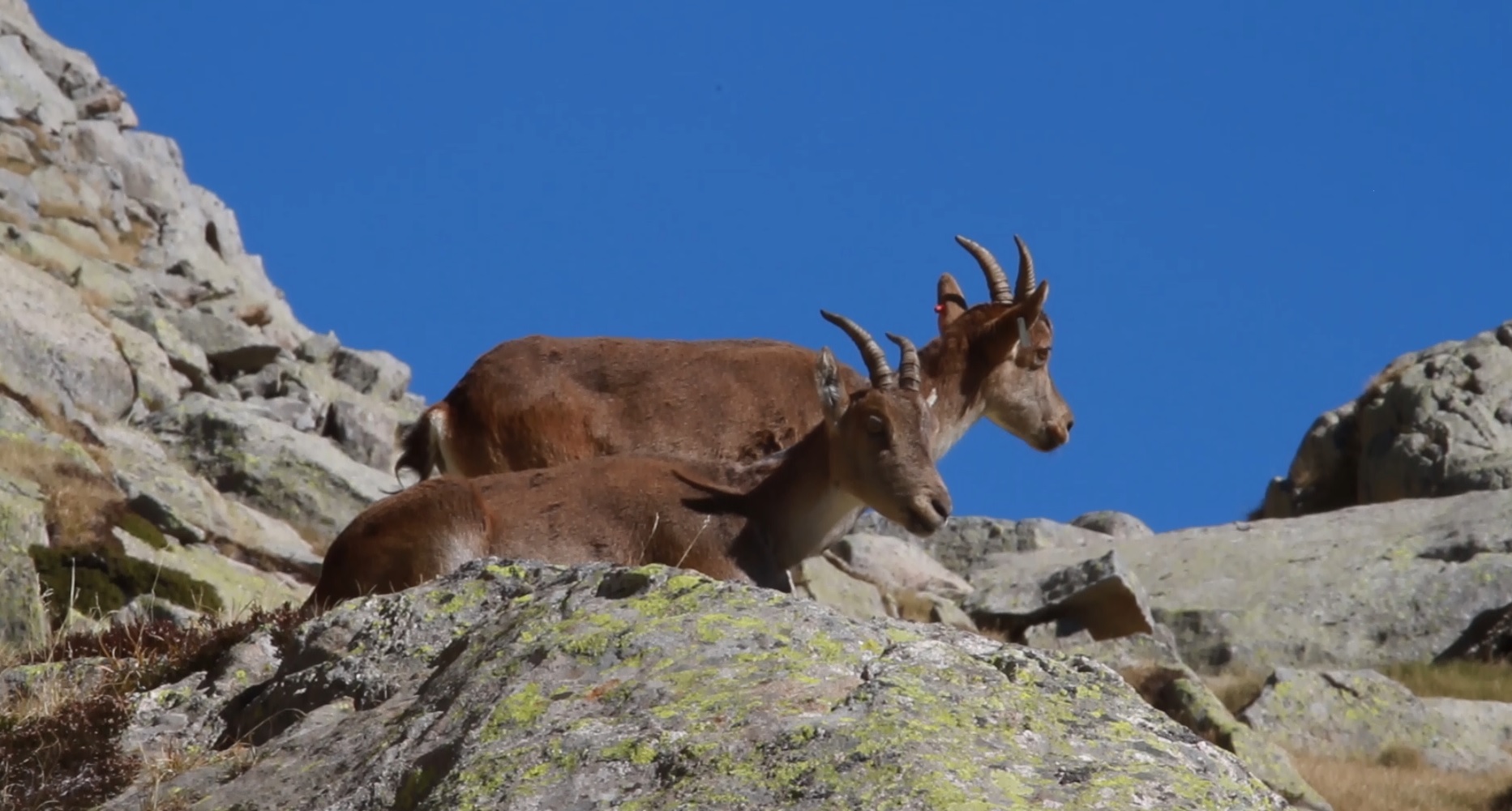 « Bouquetin – Une rencontre au sommet » 